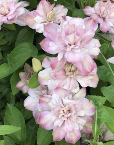 Clematis ´Innocent Blush´