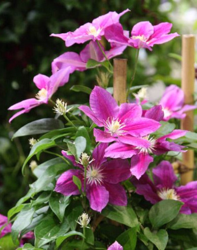 Clematis ´Hania´