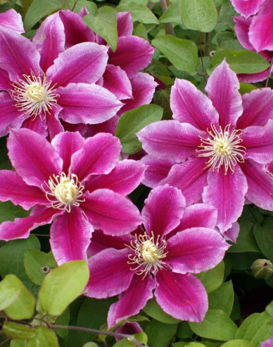 Clematis ´Hania´