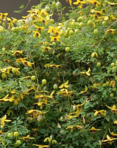 Clematis tangutský ´Golden Tiara´