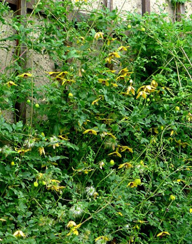 Clematis tangutský ´Golden Tiara´