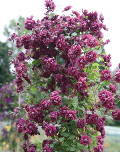 Clematis Purpurea Plena Elegans