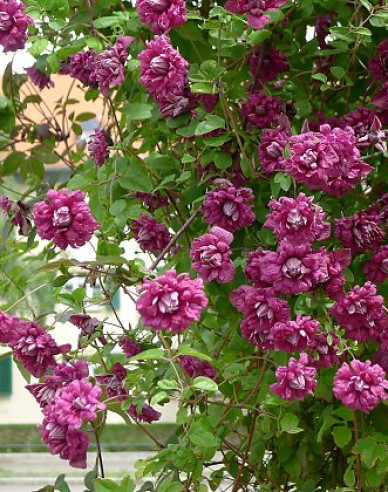 Clematis Purpurea Plena Elegans