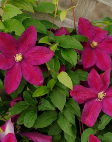 Clematis ´Sunset´