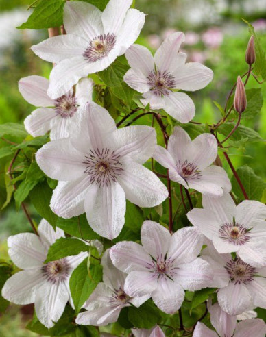 Clematis Jan Pavel II