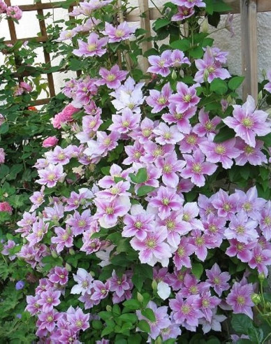 Clematis Piilu