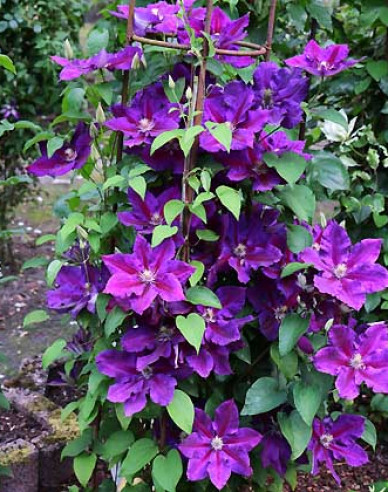 Clematis ´Julka´