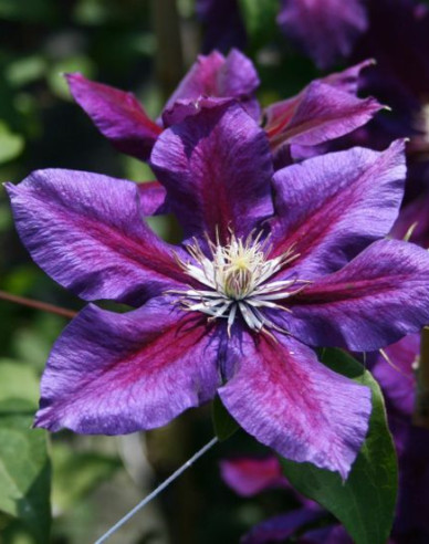 Clematis ´Julka´