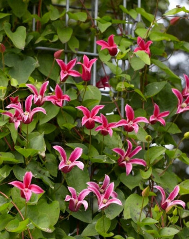 Clematis ´Happy Diana´