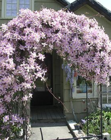 Clematis ´Elizabeth´