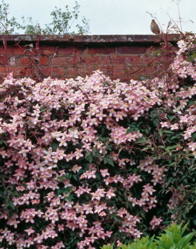 Clematis ´Elizabeth´