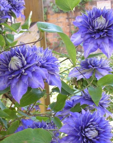 Clematis ´Multiblue´