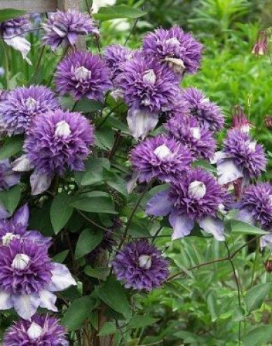 Clematis ´Multiblue´