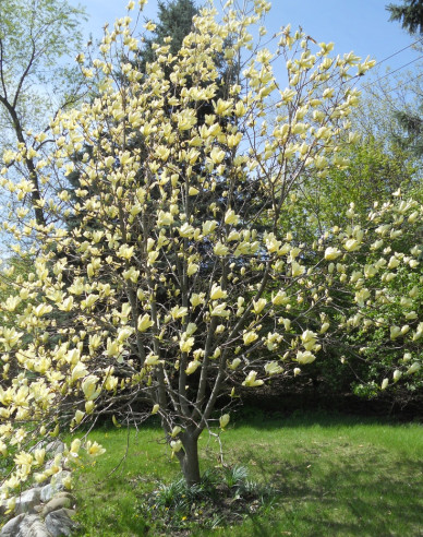 Šácholan ´Butterflies´