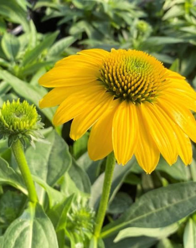 Echinacea Kismet Yellow