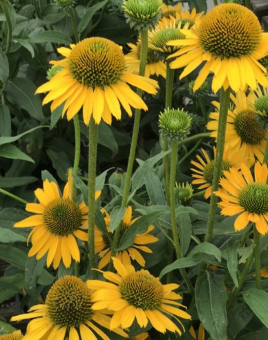 Třapatkovka nachová Kismet Yellow