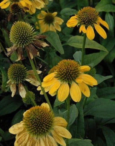 Echinacea Kismet Yellow