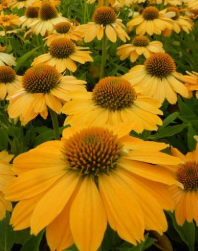 Echinacea Kismet Yellow