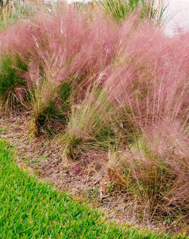 Muhlenbergia capillaris - texaská tráva