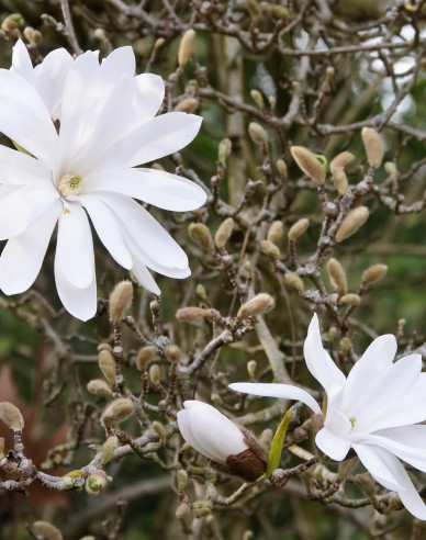 Šácholan Stellata