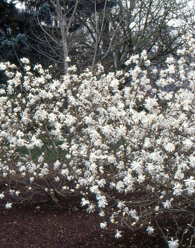 Šácholan Stellata