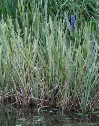 Zblochan vodní ’Variegata’