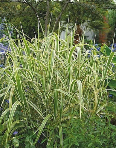 Zblochan vodní ’Variegata’