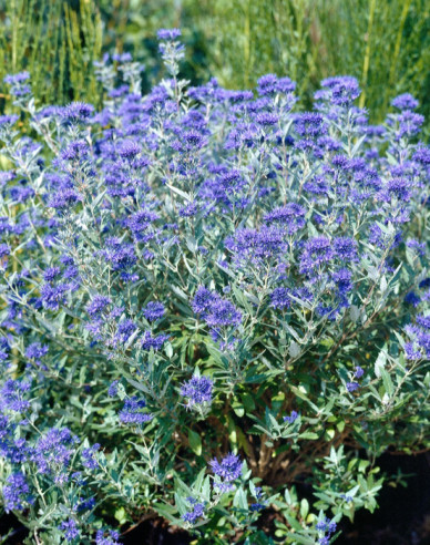 Ořechokřídlec clandonský "HEAVENLY BLUE"