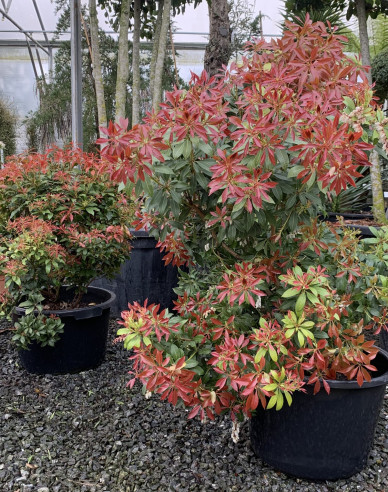 Pieris japonský ´Mountain Fire´