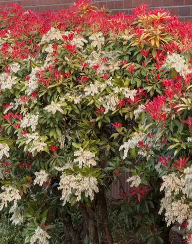 Pieris japonský ´Mountain Fire´