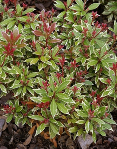 Pieris japonský Little Heath