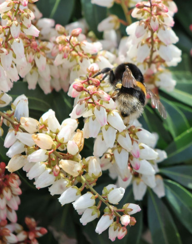 Pieris japonský Bonfire