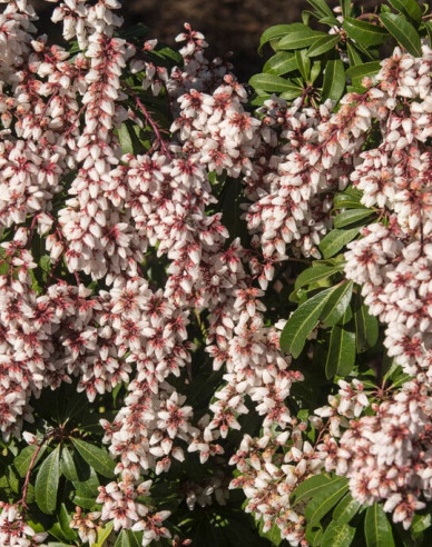 Pieris japonský Bonfire