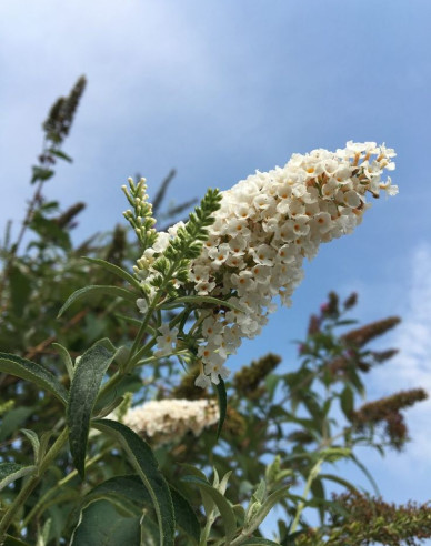 Motýlí keř, Komule Davidova White Profusion