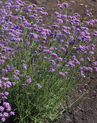 Verbena, sporýš argentinský