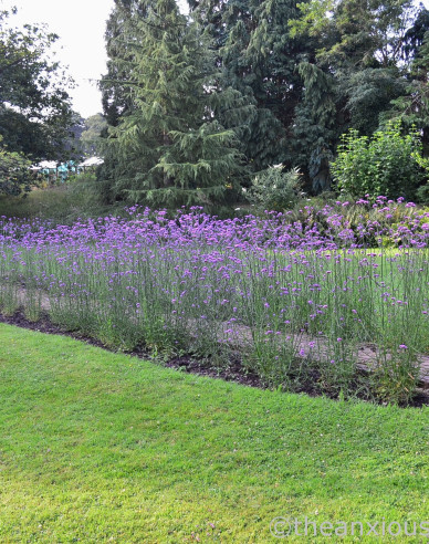 Verbena, sporýš argentinský