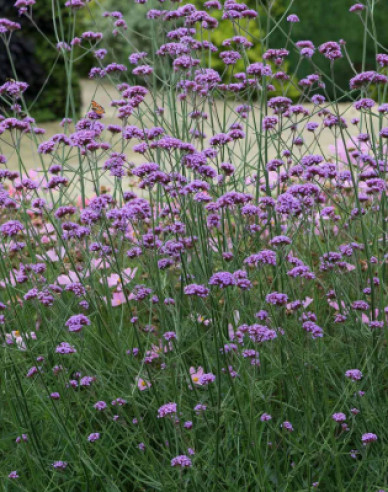 Verbena, sporýš argentinský