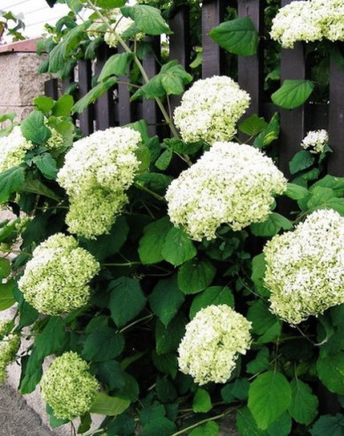 Hortenzie latnatá Grandiflora