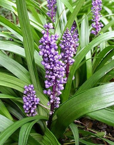 Liriope  Royal Purple