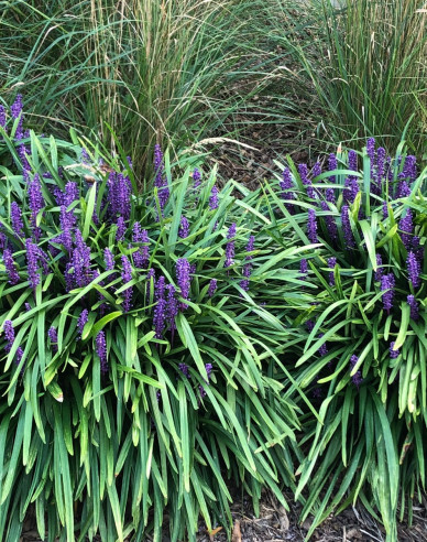 Liriope  Royal Purple