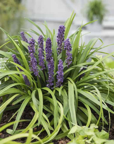 Liriope  Royal Purple