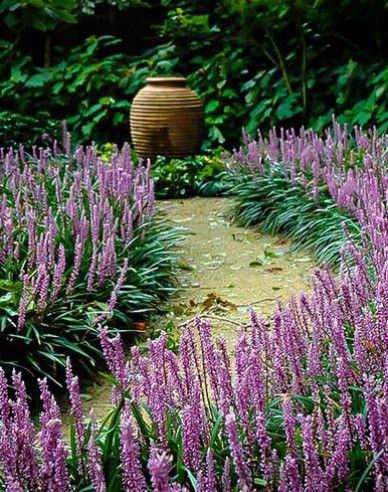 Liriope  Royal Purple