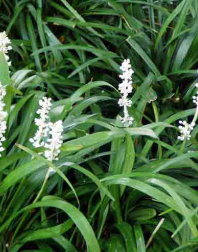 Liriope  ´Monroe White´