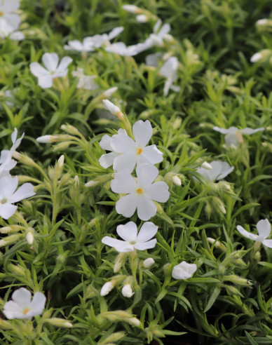 Flox šidlolistý  ’White Delight’