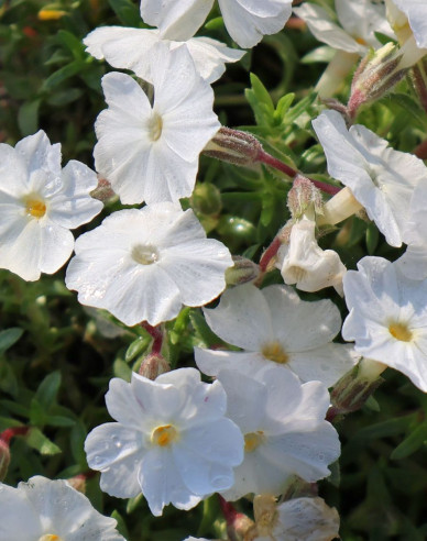 Flox šidlolistý  ’White Delight’