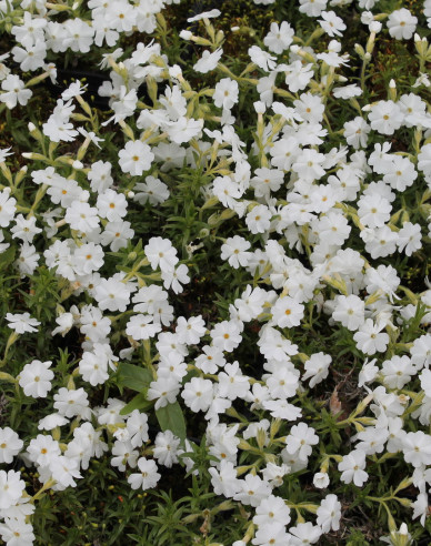 Flox šidlolistý  ’White Delight’