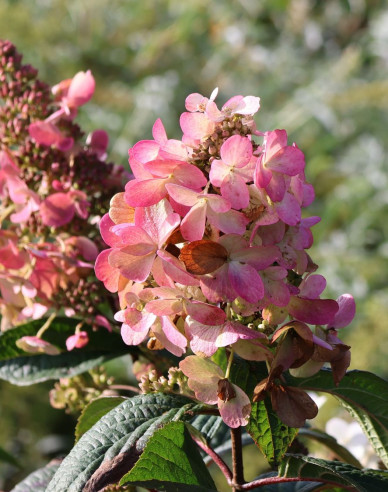 Hortenzie Pink Diamond