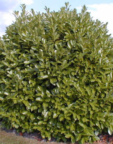 Bobkovišeň lékařská Rotundifolia