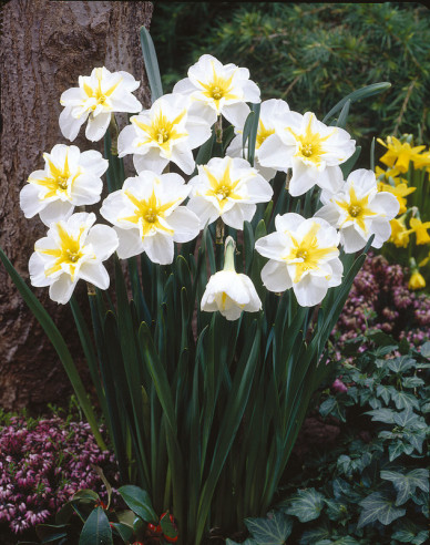 Narcis ´Lemon Beauty´