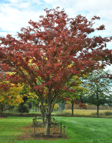 Zelkova serrata  víckmenná